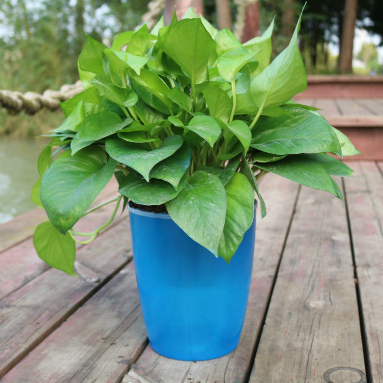 Strongwell hydroponic fairy garden pot in blue with lush green plant on wooden deck by water