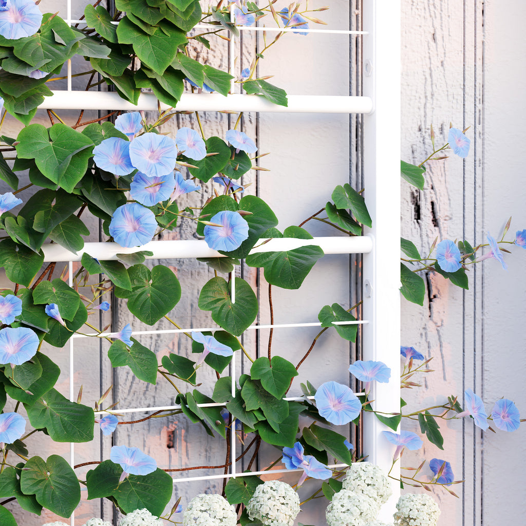 Shopi Vella outdoor planter box with trellis featuring green leaves and light blue flowers against a white wall