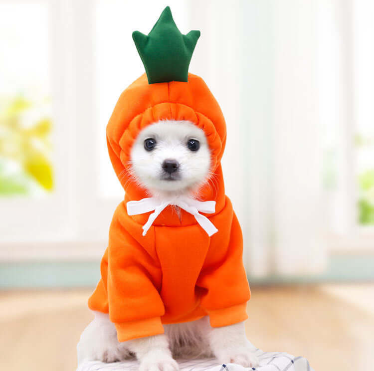 Small white dog wearing an orange carrot costume hoodie showcasing cute dog hoodies for small dogs