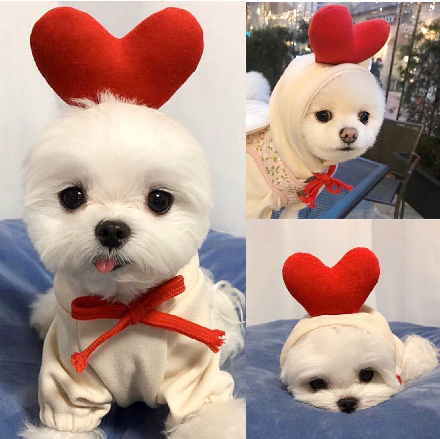 Cute dog hoodies for small dogs with red heart design and red bow on white fluffy dog