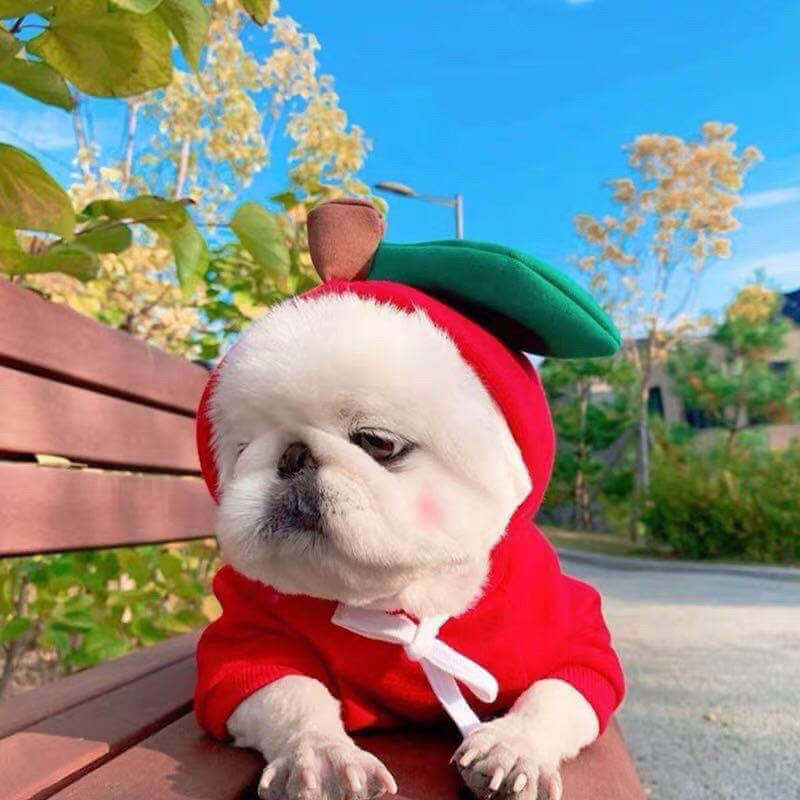 Cute small dog wearing a red hoodie with a green leaf hood sitting on a bench outdoors cute dog hoodies for small dogs