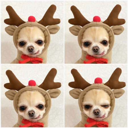 Cute dog hoodies for small dogs featuring a reindeer design with antlers and a red bow