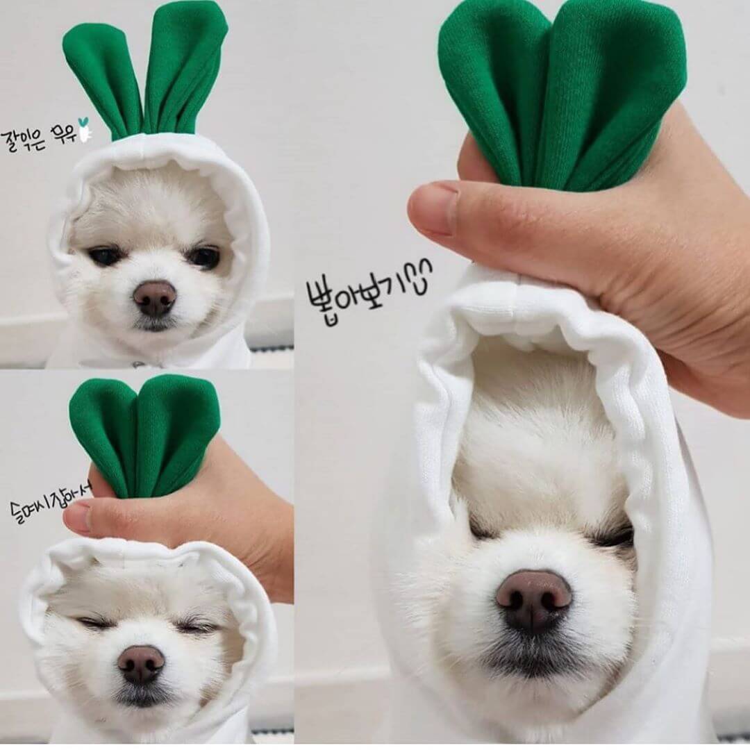 Cute dog hoodies for small dogs featuring white hoodie with green bunny ears on a small white dog