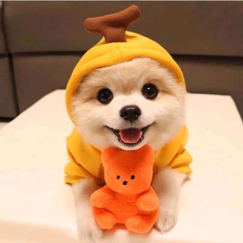 Small dog wearing a yellow pumpkin hoodie holding an orange plush toy cute dog hoodies for small dogs