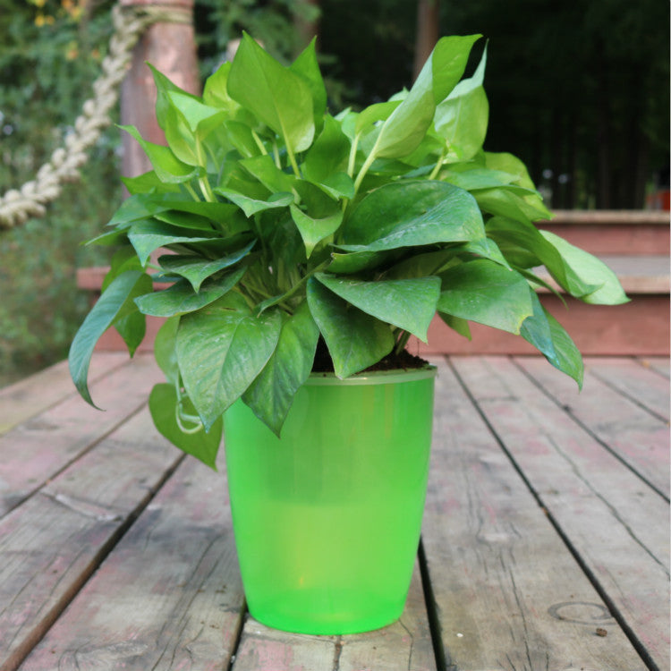 Green leafy plant in a bright green Strongwell hydroponic fairy garden pot on wooden deck