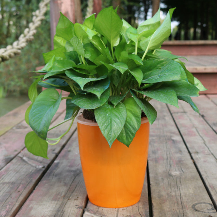 Strongwell hydroponic fairy garden pot in bright orange with green leafy plant on wooden deck