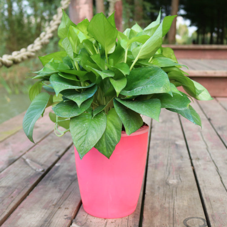Strongwell hydroponic fairy garden pot in pink with green leafy plant on wooden deck