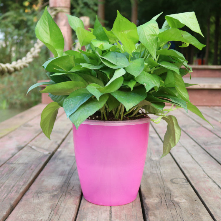 Strongwell hydroponic fairy garden pot in pink holding a lush green leafy plant on wooden deck