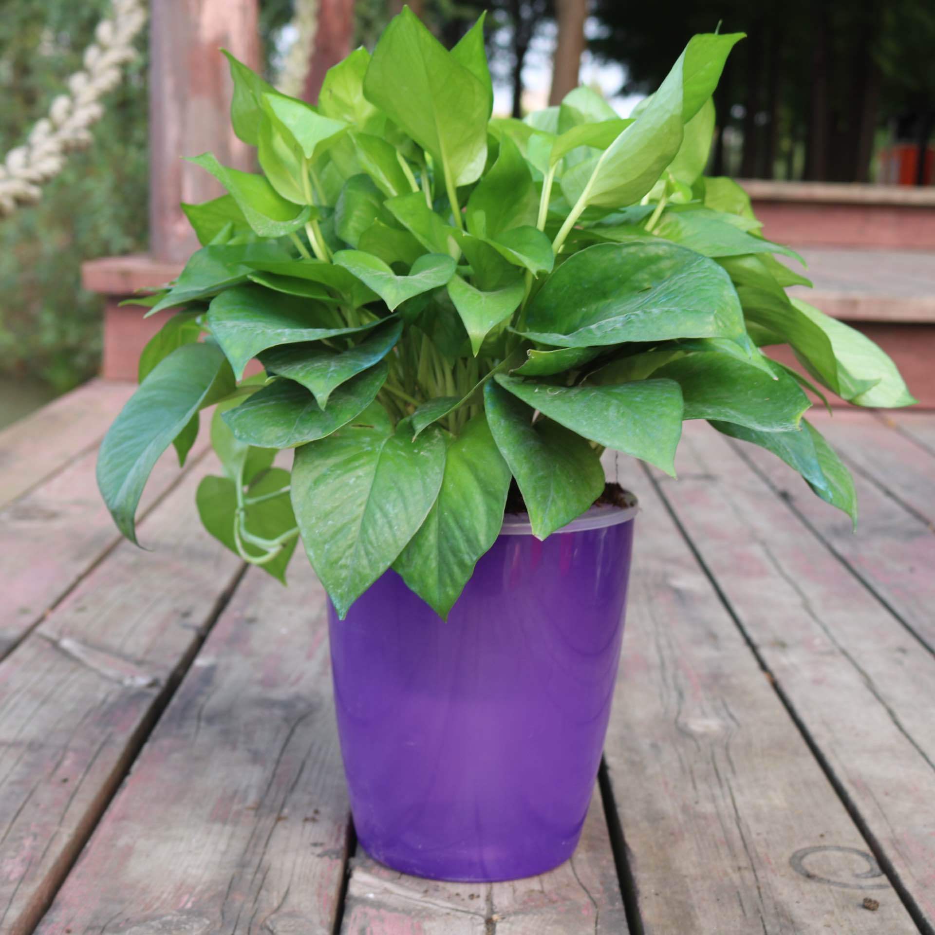 Strongwell hydroponic fairy garden pot by Shopi Vella with lush green plant in purple storage jar
