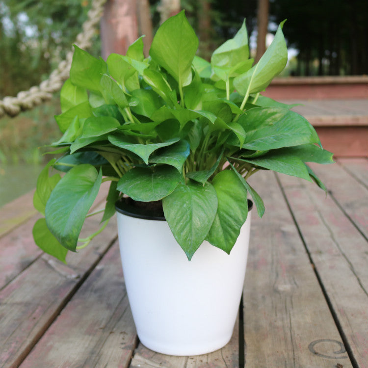Strongwell hydroponic fairy garden pot white with lush green leaves on wooden deck
