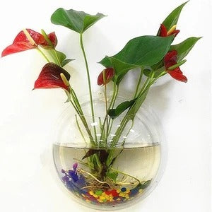 Shopi Vella wall-mounted fish bowl used as a decorative plant holder with water and colorful stones